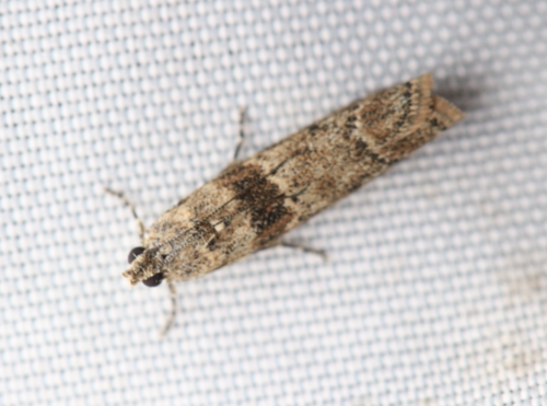 iNaturalist observation photo of Phycitini