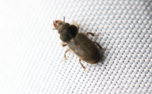 iNaturalist observation photo of Heterocerus
