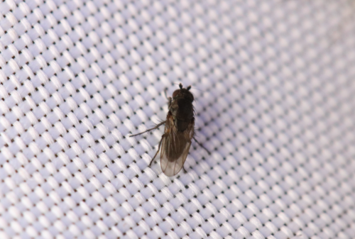iNaturalist observation photo of Flies