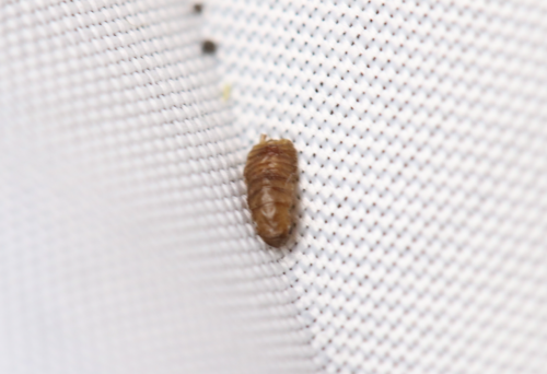 iNaturalist observation photo of Insects