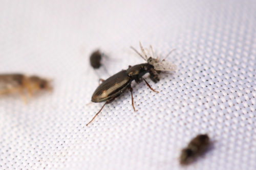 iNaturalist observation photo of Notaphus