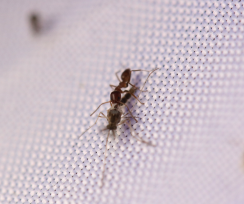 iNaturalist observation photo of Argentine Ant