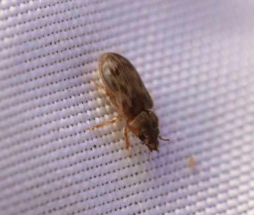 iNaturalist observation photo of Heterocerus