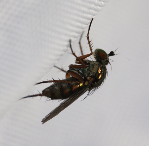 iNaturalist observation photo of Long-legged Flies