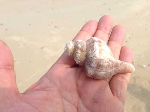 Neptunea cumingi
