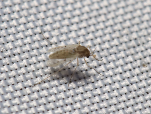 iNaturalist observation photo of Apelopia