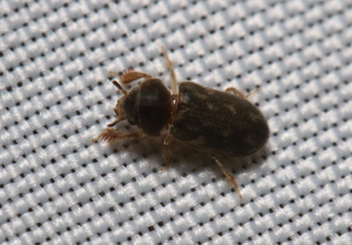 iNaturalist observation photo of Heterocerus