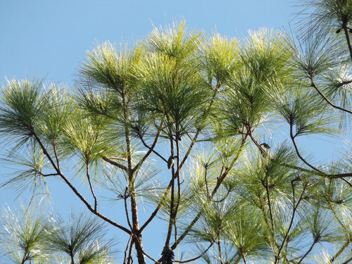 Jalisco pine