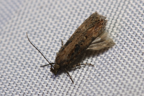 iNaturalist observation photo of Butterflies and Moths