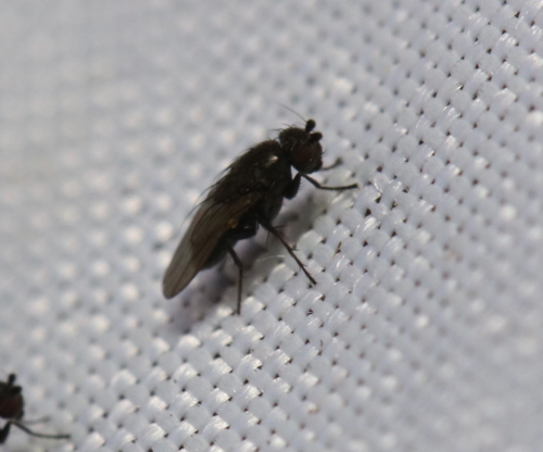 iNaturalist observation photo of Flies