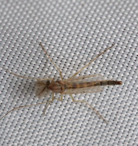 iNaturalist observation photo of Chironomus
