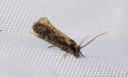 iNaturalist observation photo of Butterflies and Moths