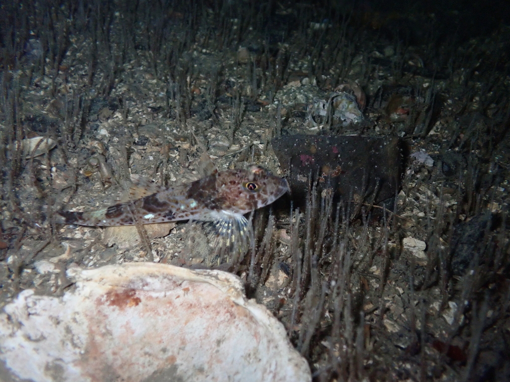 Lesser filamented sculpin (Icelinus tenuis) — Cottidae