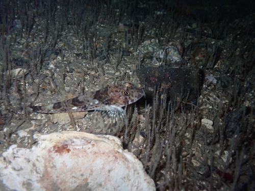 Lesser filamented sculpin (Icelinus tenuis) — Cottidae