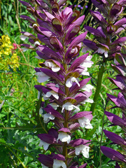 Acanthus spinosus