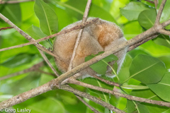 Cyclopes didactylus