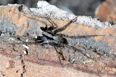 Pardosa lugubris
