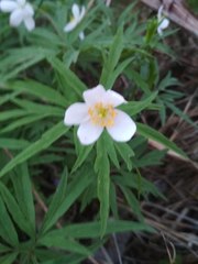 Anemonoides caerulea
