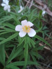 Anemonoides caerulea