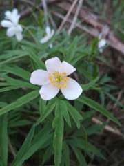 Anemonoides caerulea