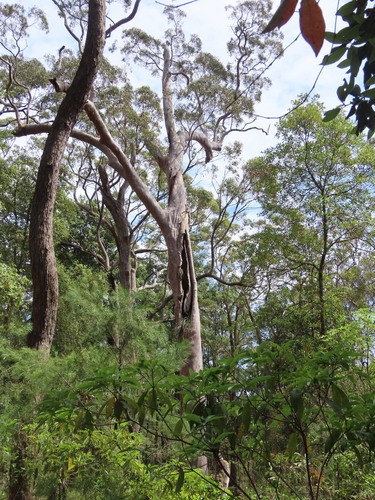 Sydney red gum (Angophora costata)