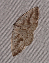 Lomographa glomeraria