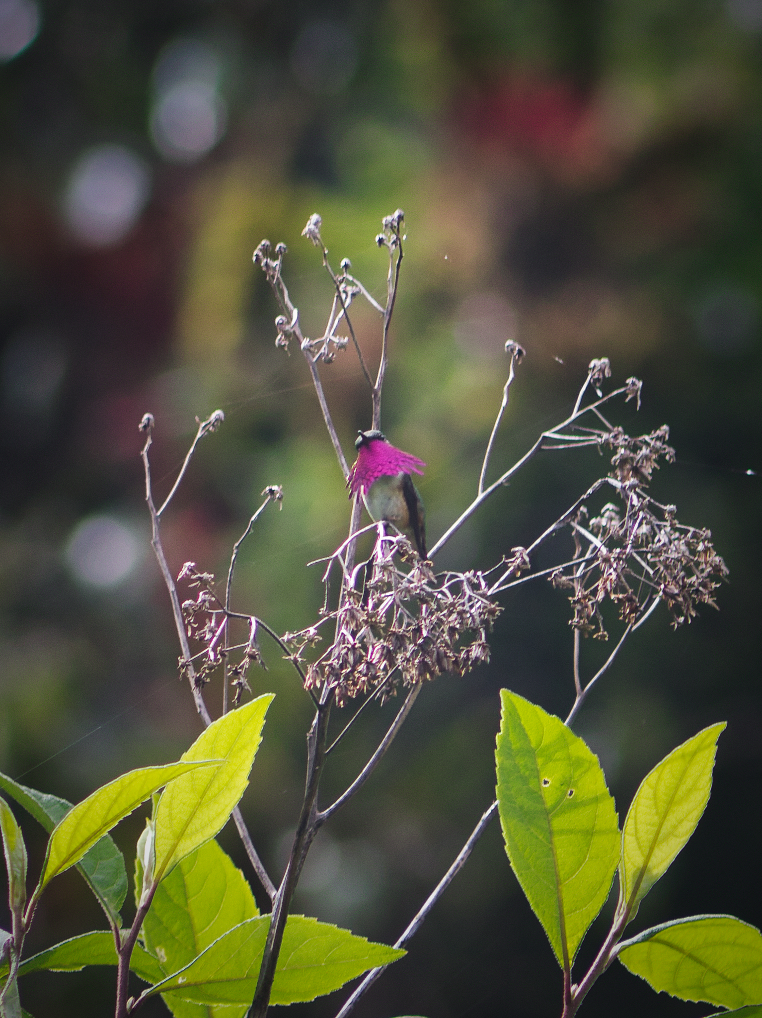 Wine-throated Hummingbird (Selasphorus ellioti), photo 8