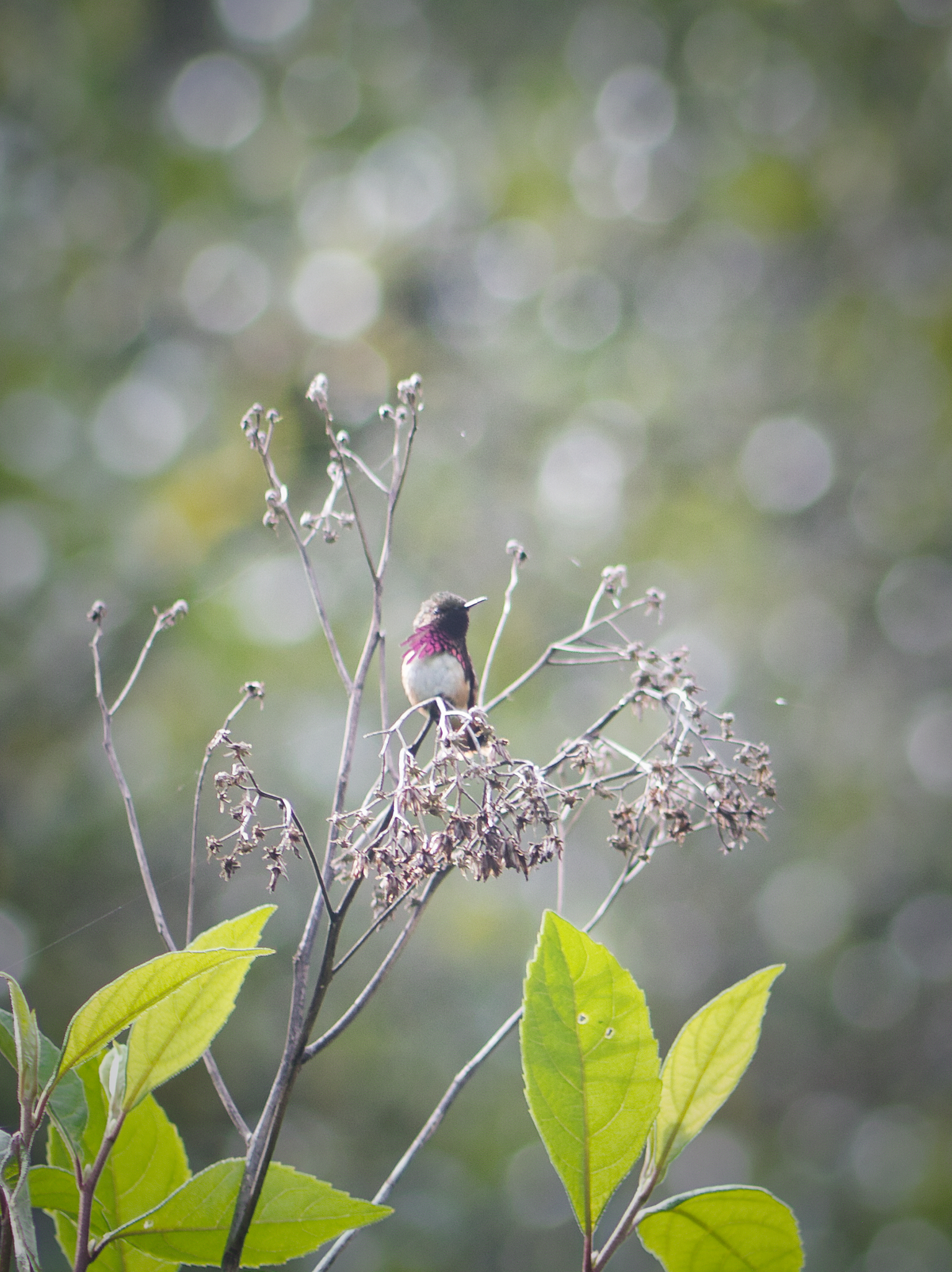 Wine-throated Hummingbird (Selasphorus ellioti), photo 9
