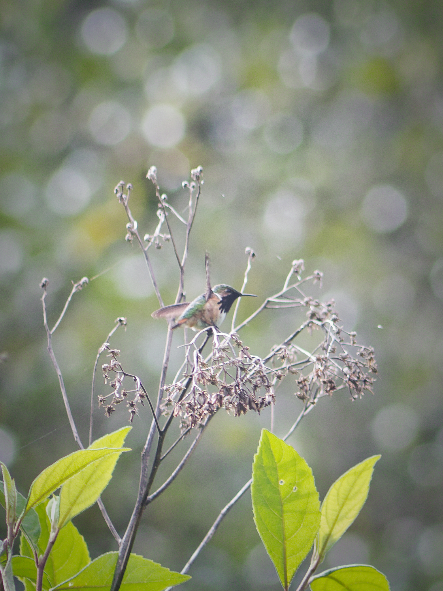 Wine-throated Hummingbird (Selasphorus ellioti), photo 10