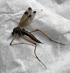 Dictenidia bimaculata