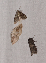 Lomographa glomeraria