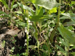 Spiranthes aestivalis