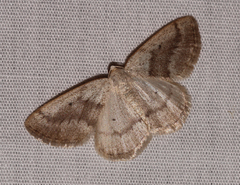 Lomographa glomeraria