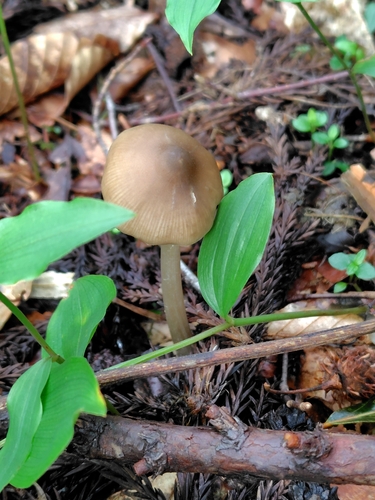 Entoloma conferendum