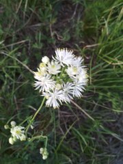 Thalictrum petaloideum