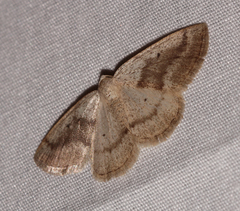 Lomographa glomeraria