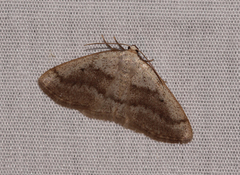 Lomographa glomeraria