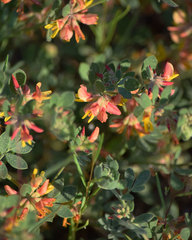 Acmispon decumbens decumbens