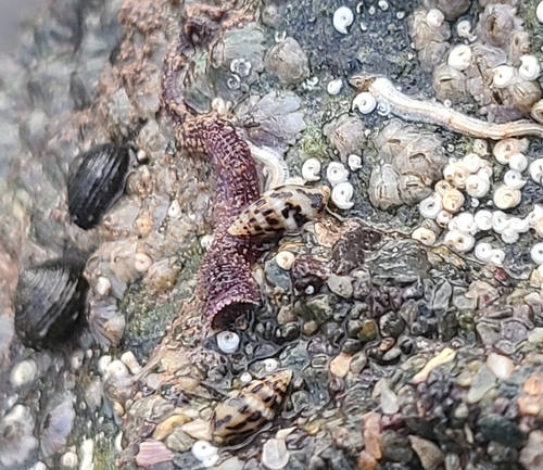 Anachis pygmaea, 2024-10-08