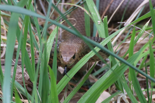 Eastern Brown Snake sighting