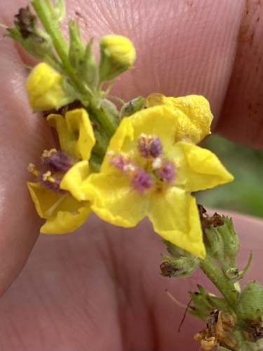 Nettle-leaf mullein (Verbascum chaixii)