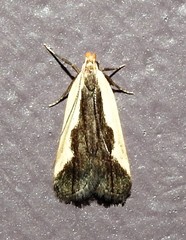 Dichomeris inserrata