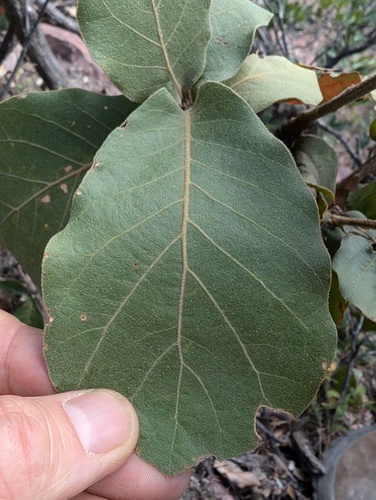 Quercus jonesii