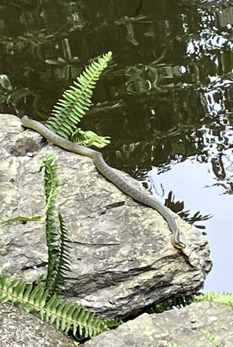 Common Tree Snake sighting
