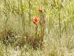 Castilleja wootonii