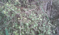 Coprosma rhamnoides