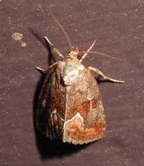 Deltote bellicula