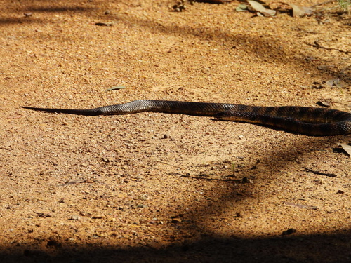 Tiger Snake sighting