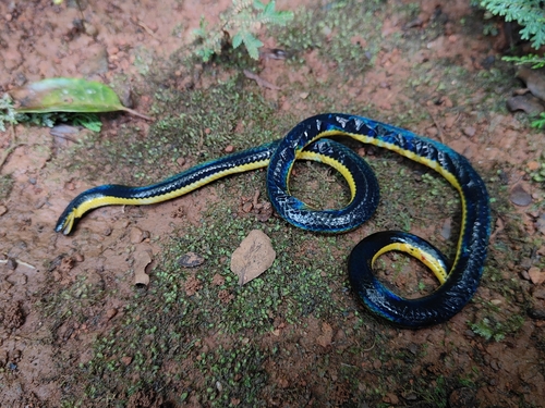 Photo of a Two-lined Black Earth Snake (Melanophidium bilineatum)