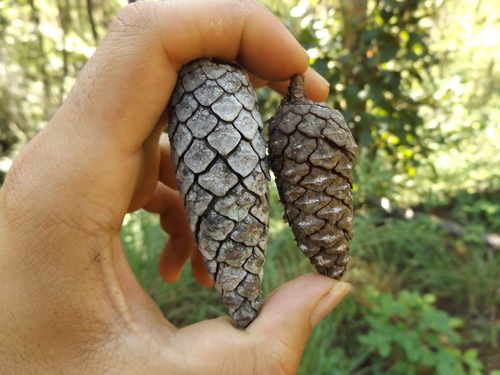 Jalisco pine